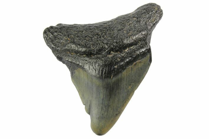 Bargain, Megalodon Tooth - North Carolina #152844